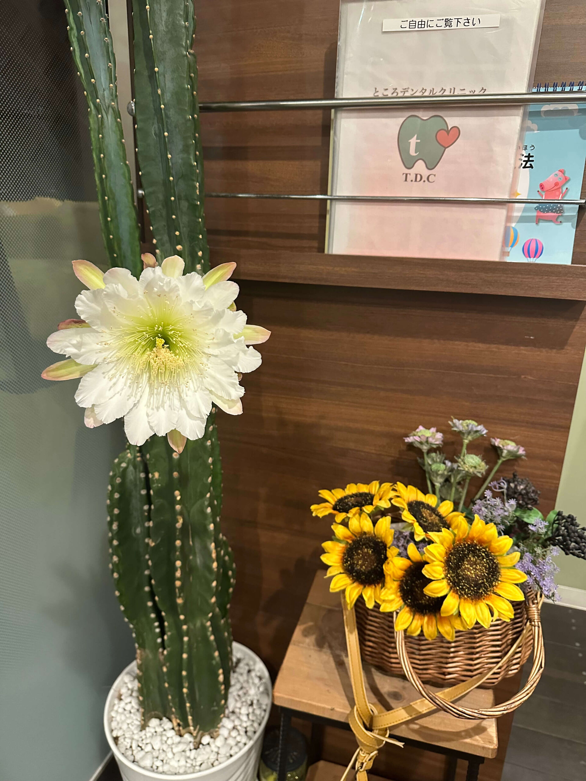 サボテンの花が咲きました。